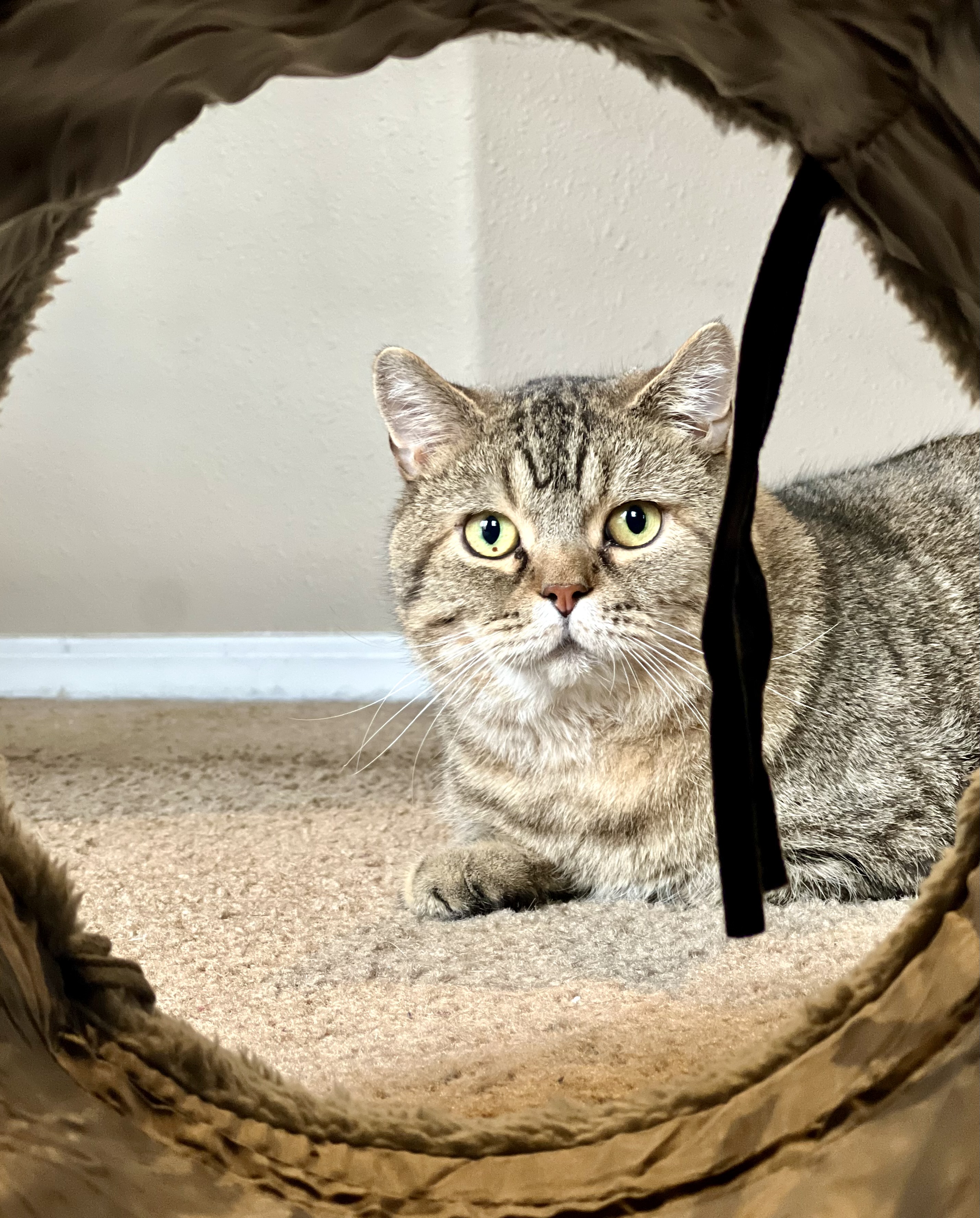 Cat in home care