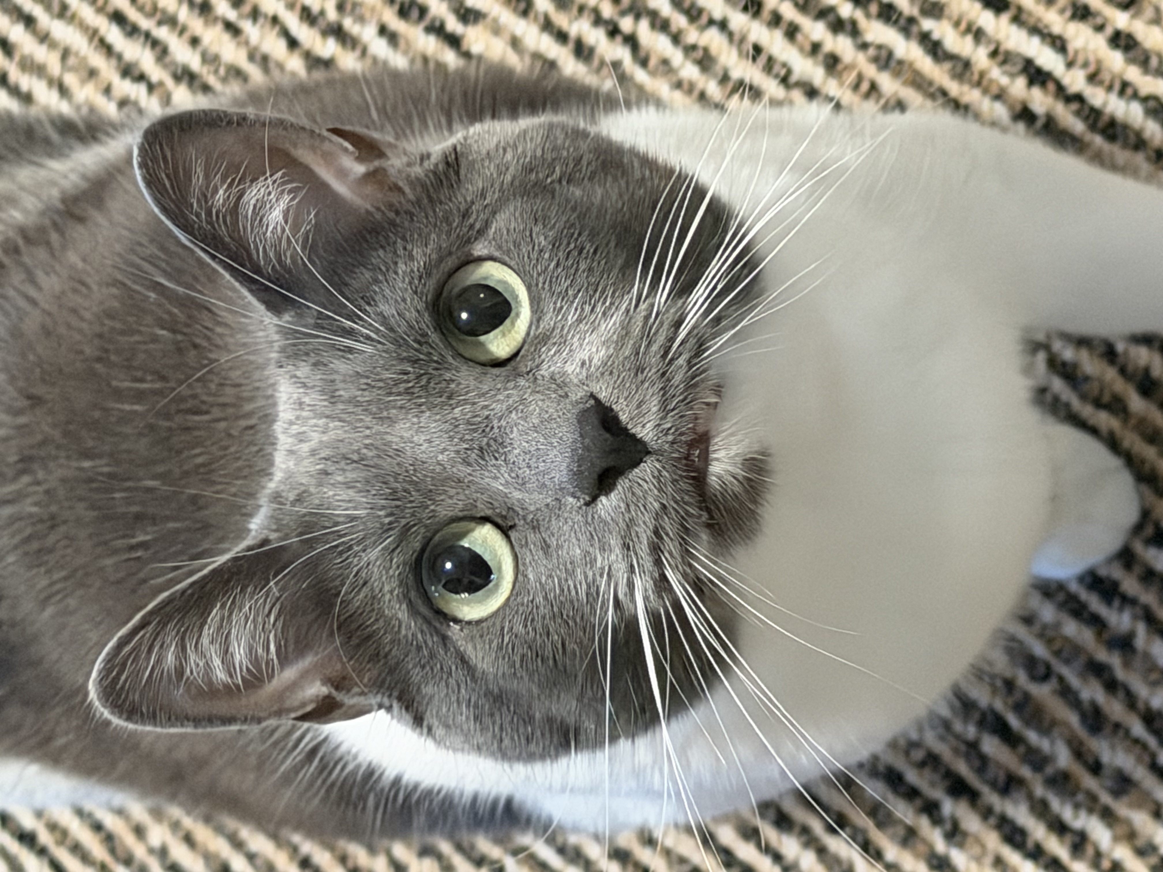 Cat in home care