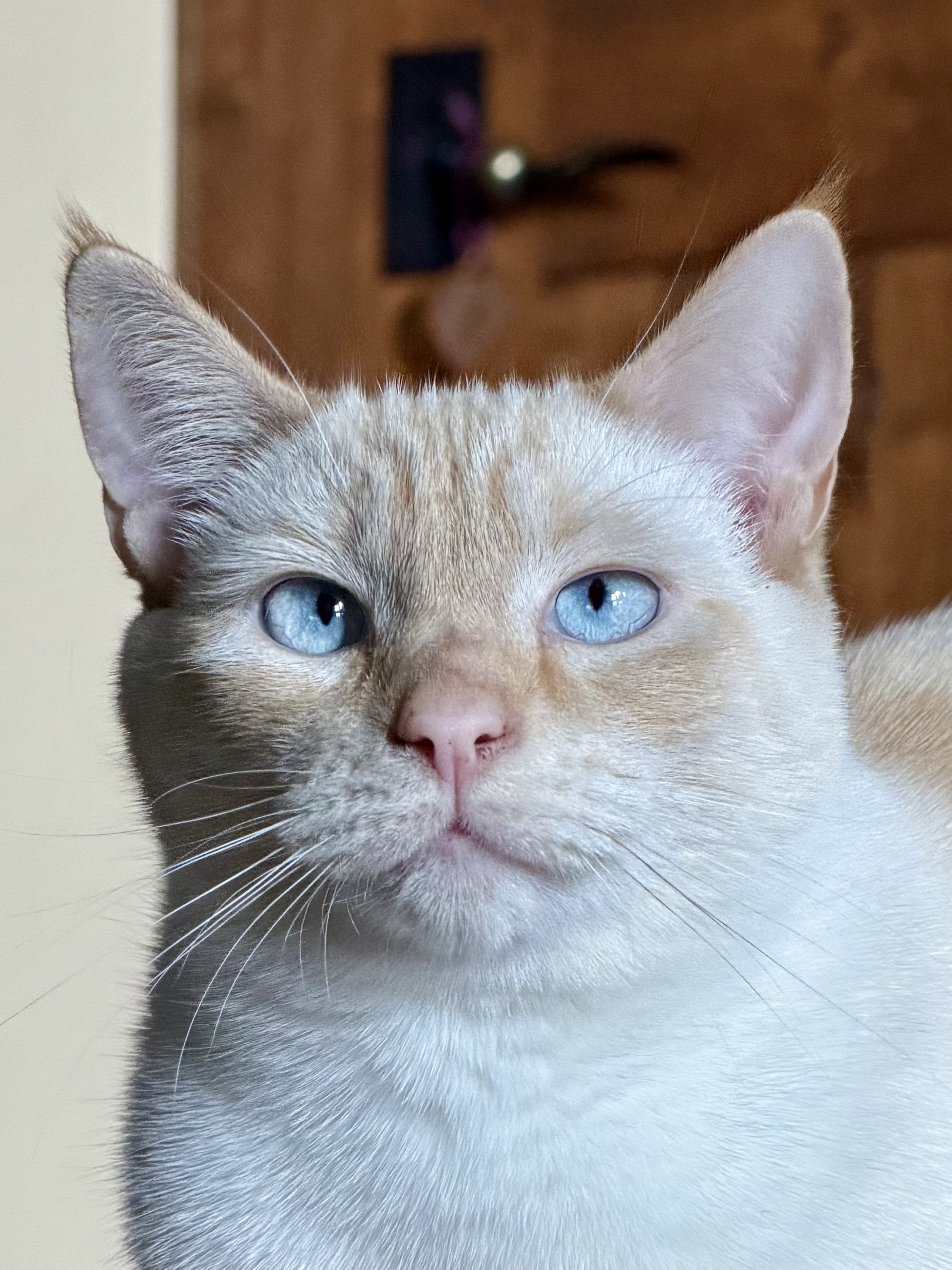 Cat in home care