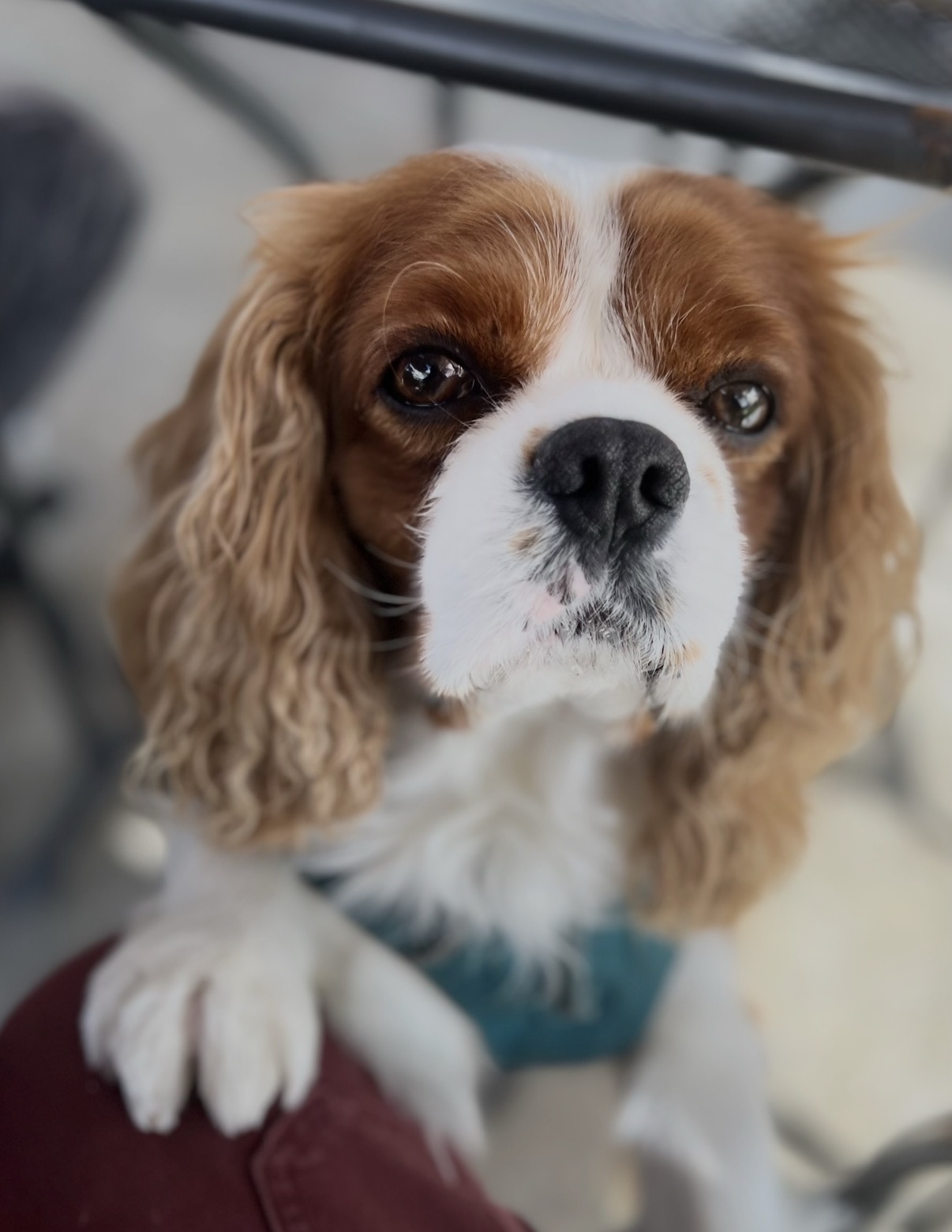 Small dog in care
